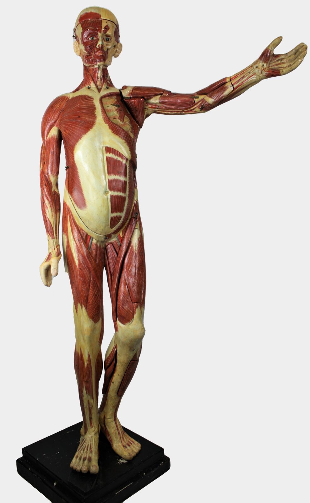 Mannequin anatomique