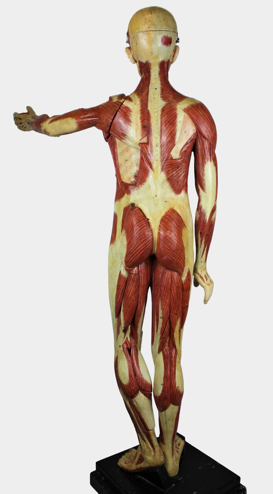 Mannequin anatomique