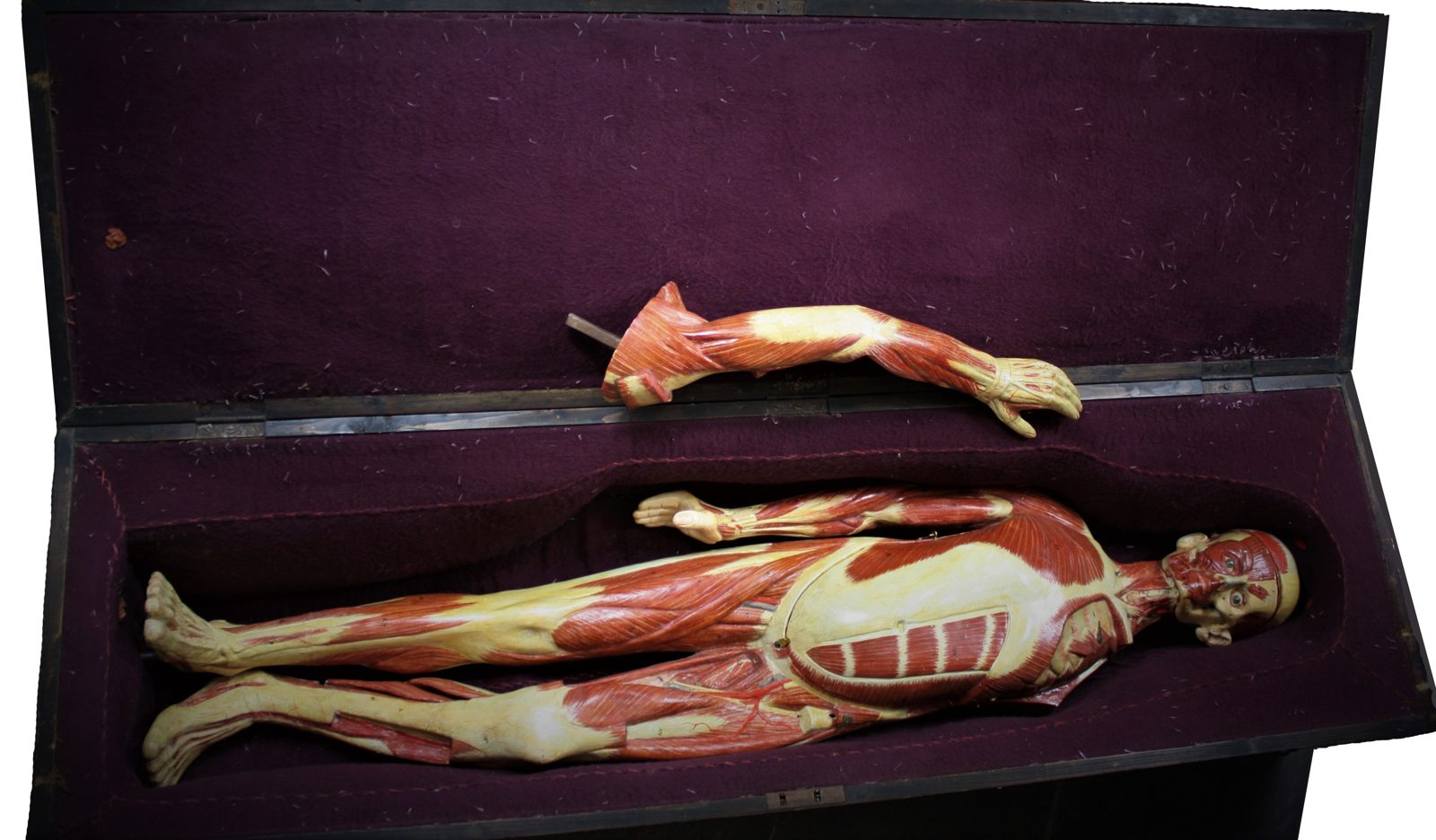 Mannequin anatomique